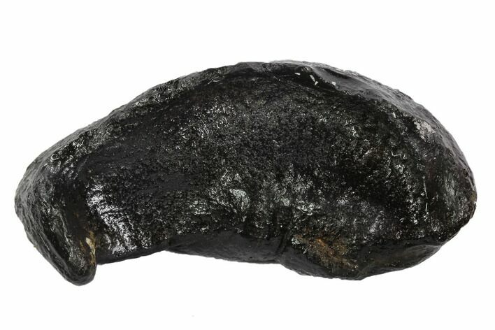 Fossil Whale Ear Bone - Miocene #95756